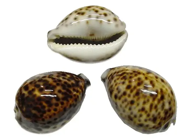 cypraea tigris - tijgerschelp 8 cm ( leeg )
