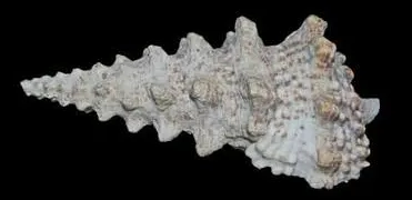 cerithium nodulosum -