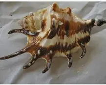 lambis lambis shell 11cm ( leeg )