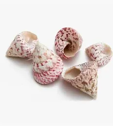 troca maculata shell 4cm ( leeg )