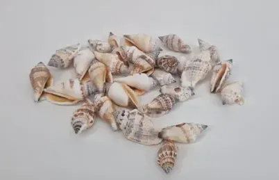 strombus urceus shell 3cm ( leeg )