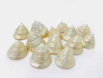 troca pearl mini shell 3cm ( leeg )