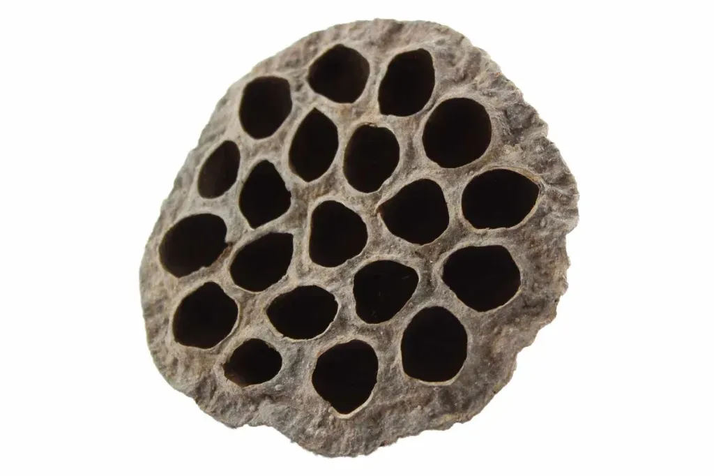 lotus pod