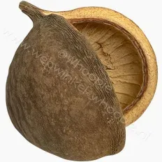 thelambu-peul 6-8cm