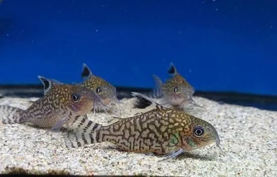 corydoras reticulatus 3cm