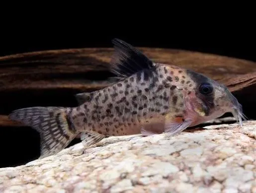 corydoras leucomelas 3-3.5cm