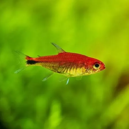 axelrodia riesei 1.2-1.5cm