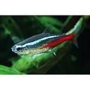 paracheirodon innesi - neon blue 2-2.3cm