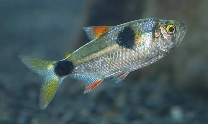 exodon paradoxus - zaagtand tetra 3-3.5cm