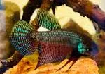 betta smaragdina couple 3-4cm