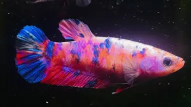 betta splendens female giant mix colour 3-4cm