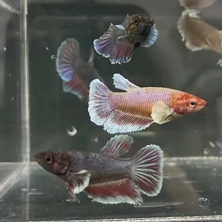 betta splendens female dumbo ear 3.5cm
