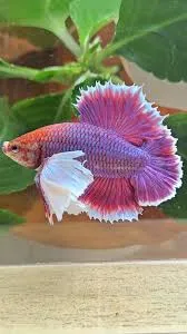 betta splendens male dumbo ear 3.5cm