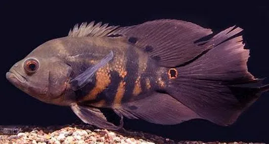 astronotus ocellatus butterfly colour mix 6cm