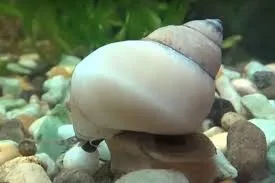 filopaludina martensi white - white wondersnail