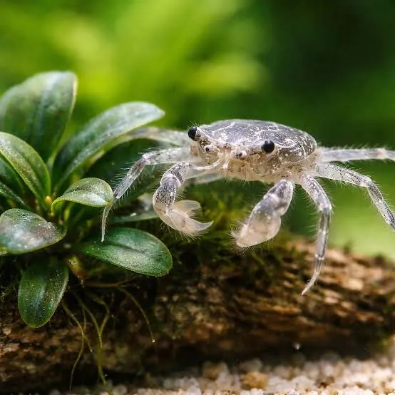 limnopilos naiyanetri - micro thai crab 1cm