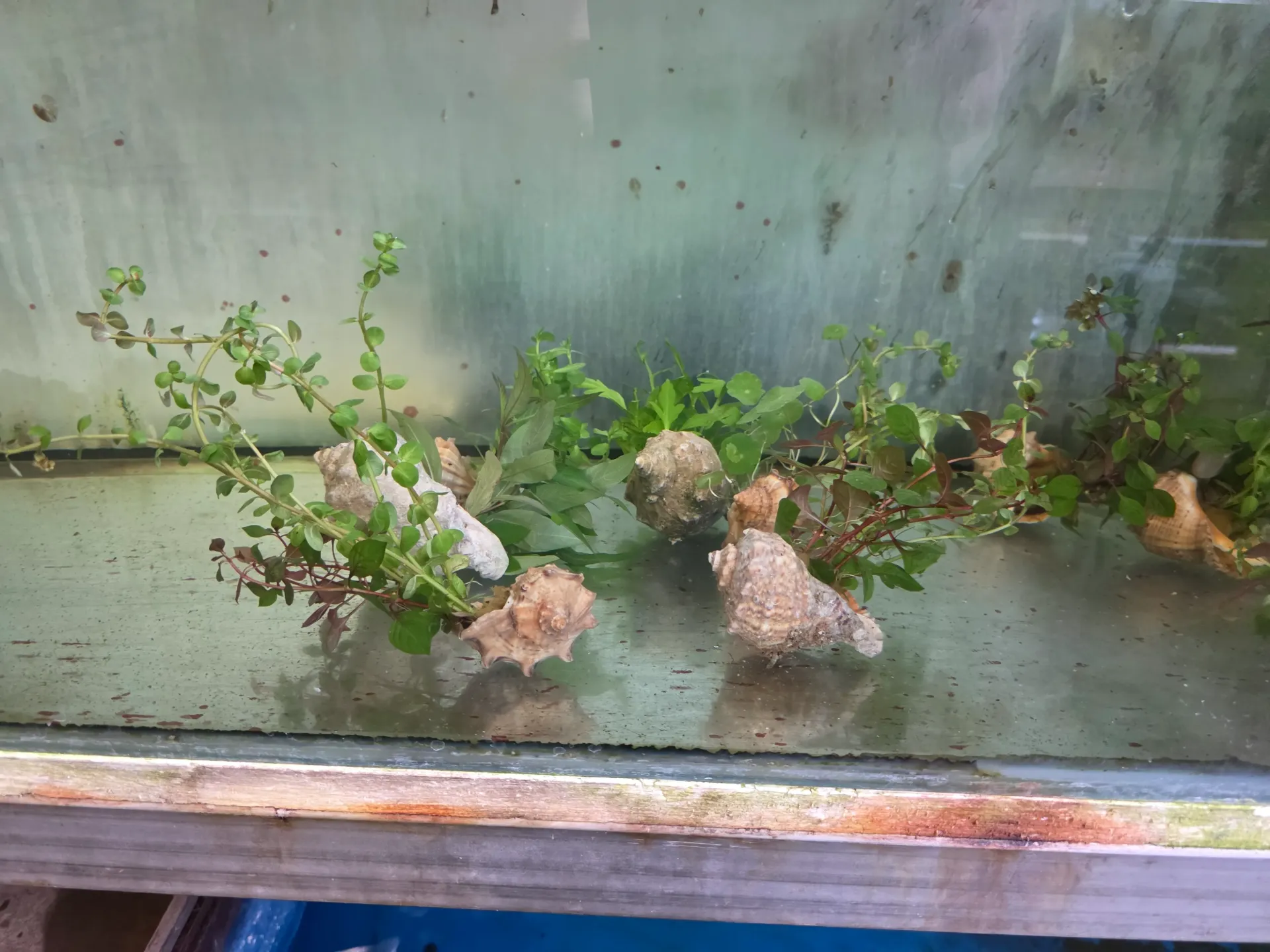 shell with plant - schelp met plant