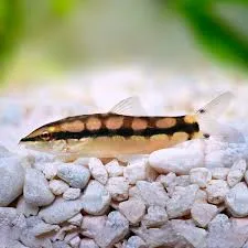 Botia Sidthimunki 3cm