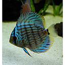 symphysodon - discus colour mix  15-18cm