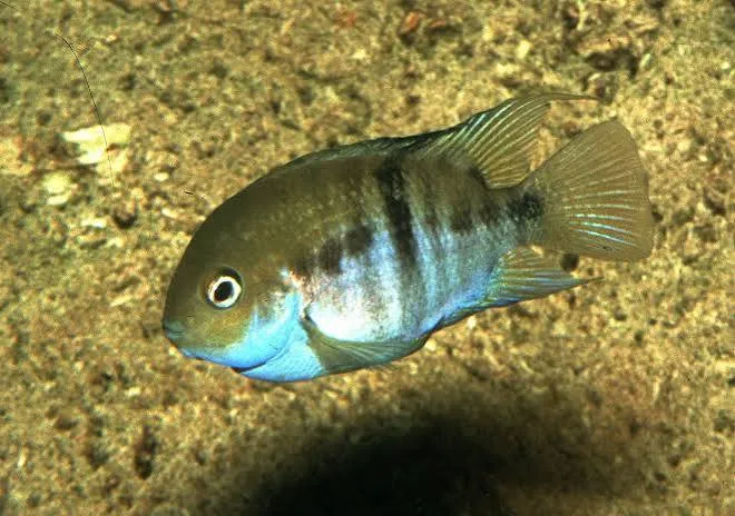 cichlasoma saijca 3.5-4cm