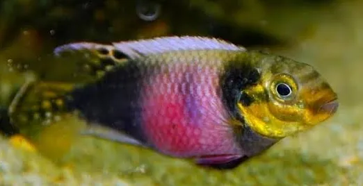 pelvicachromis subocellatus matadi 3.5-4cm