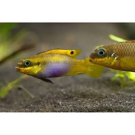pelvicachromis taeniatus lobe 4-5cm
