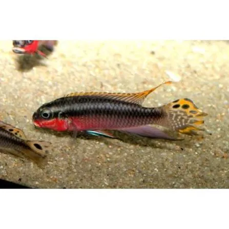 pelvicachromis taeniatus nigeria red 3.5-4cm