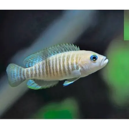 lamprologus multifasciatus 3-3.5cm