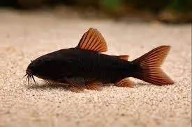 corydoras venezuela black 2.5-3cm