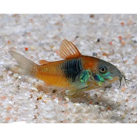 corydoras venezuela orange 2.5-3cm
