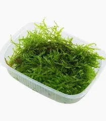 christmas moss 200cc