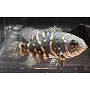 astronotus ocellatus 30-35cm koppel