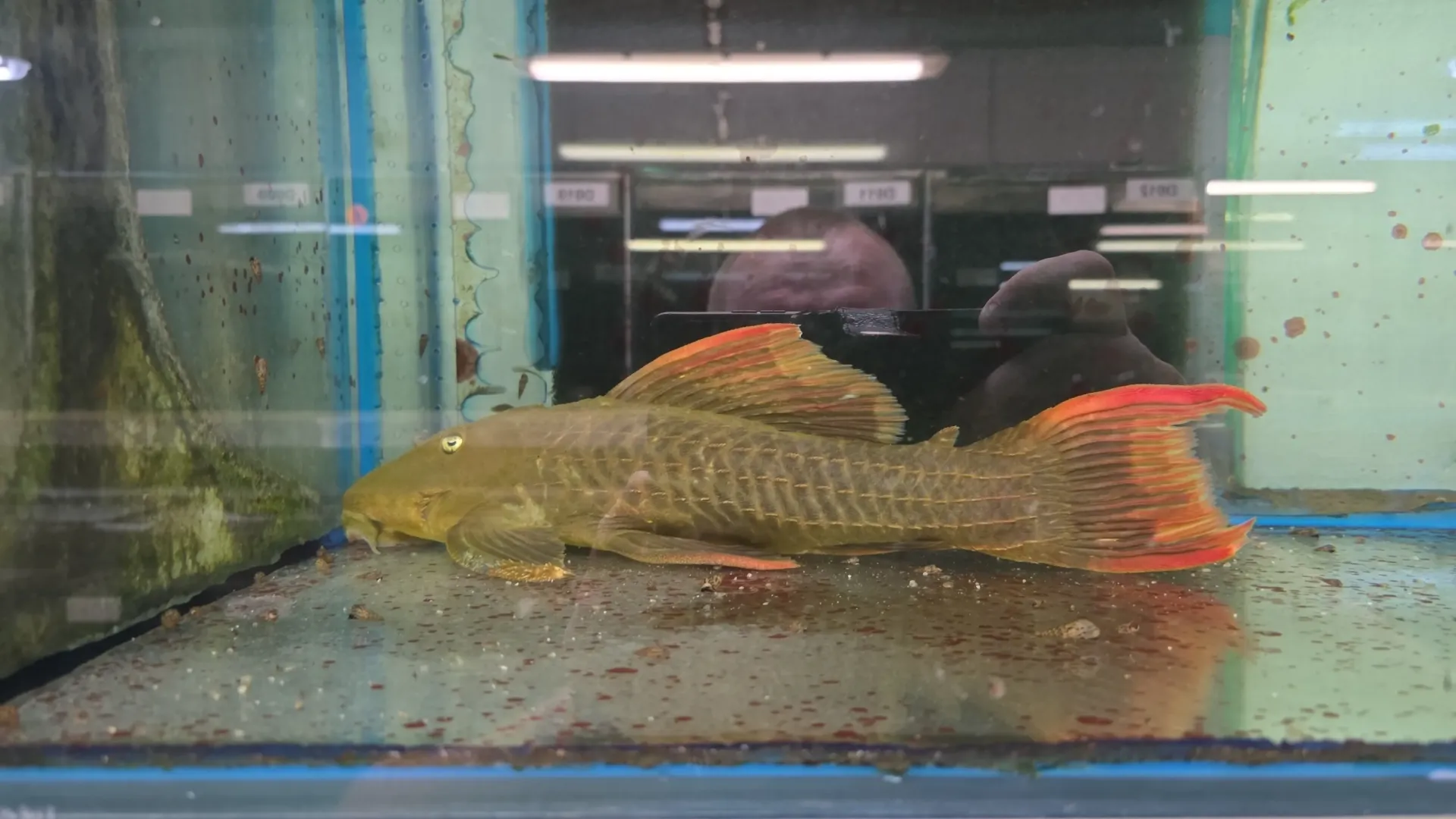 pseudacanthicus pitanga L024 35-40cm