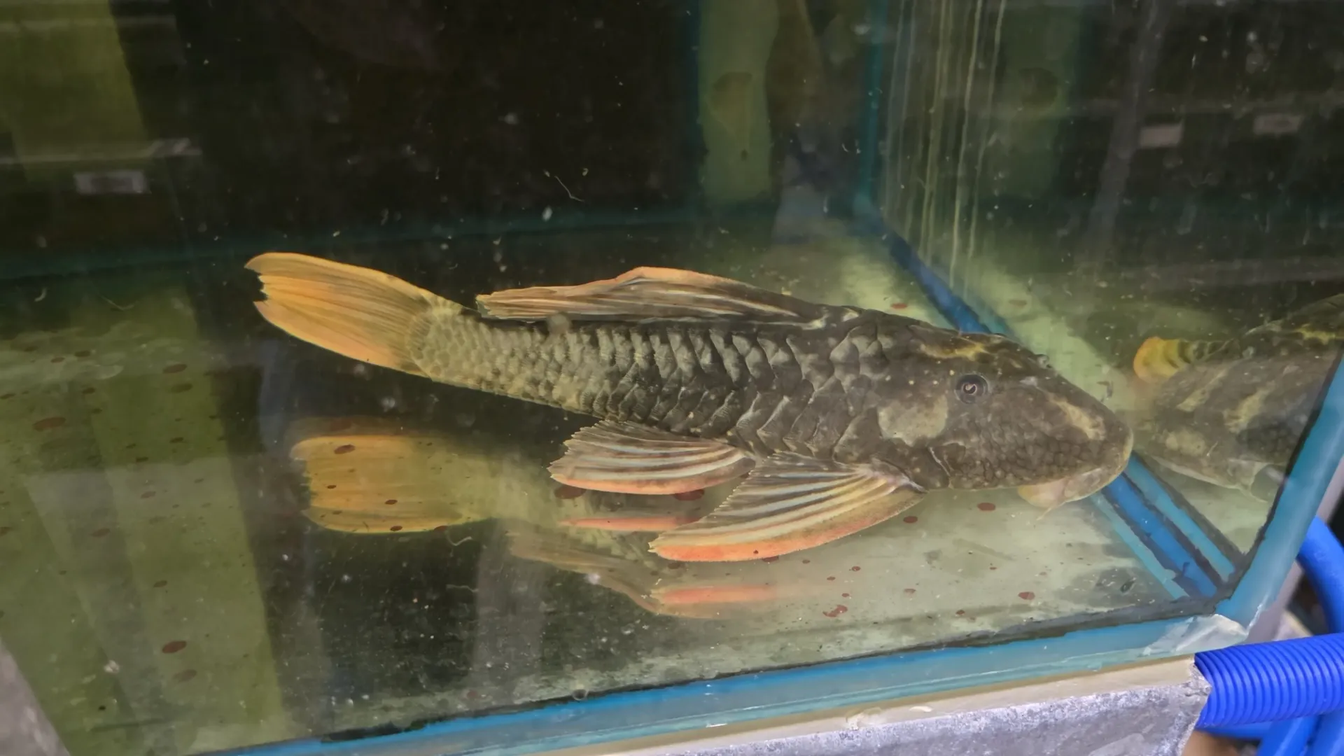 hypostomus luteus phase 2 35-40cm