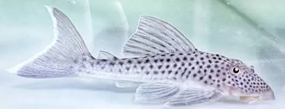hemiancistrus snethlageae - ghost pleco L141 6-8cm