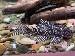 hypancistrus sp L260 5-6cm