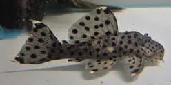 leporacanthius joselimai L264