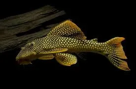 scobinancistrus aureatus - sunshine pleco L014 22-25cm