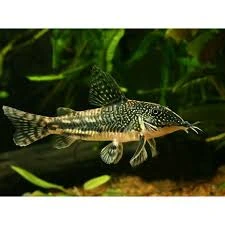corydoras barbatus 3.5-4cm