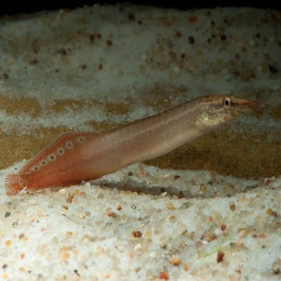 mastacembelus red fin 8-9cm