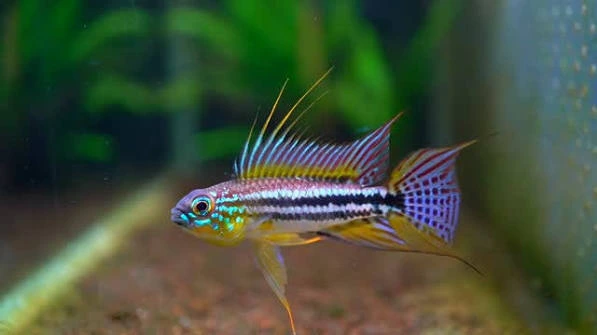 apistogramma bitaeniata brazil 3-4cm