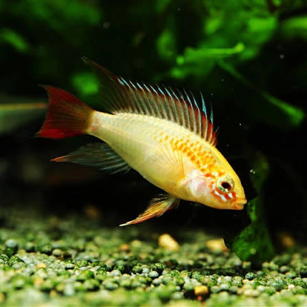 apistogramma viejita gold 3cm