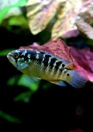 Ivanacara bimaculata 3-3.5cm