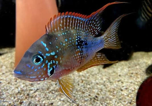 thorichthys ellioti 3.5-4cm