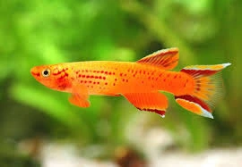 aphyosemion australe cape lopez 3-4cm
