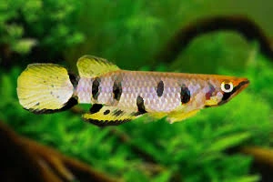 epiplaty dageti 3-3.5cm