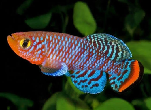 nothobranchius rachovii 2.5-3.5cm
