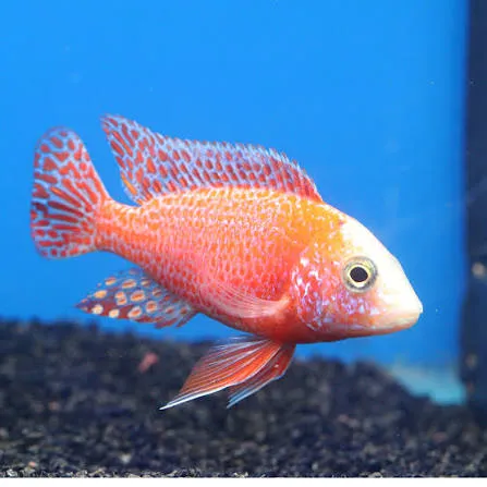 aulonocara red dragon 3-3.5cm