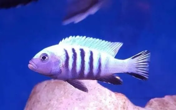 cynotilapia afra white head 4.5-5cm