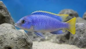 pseudotropheus acei 4-5cm